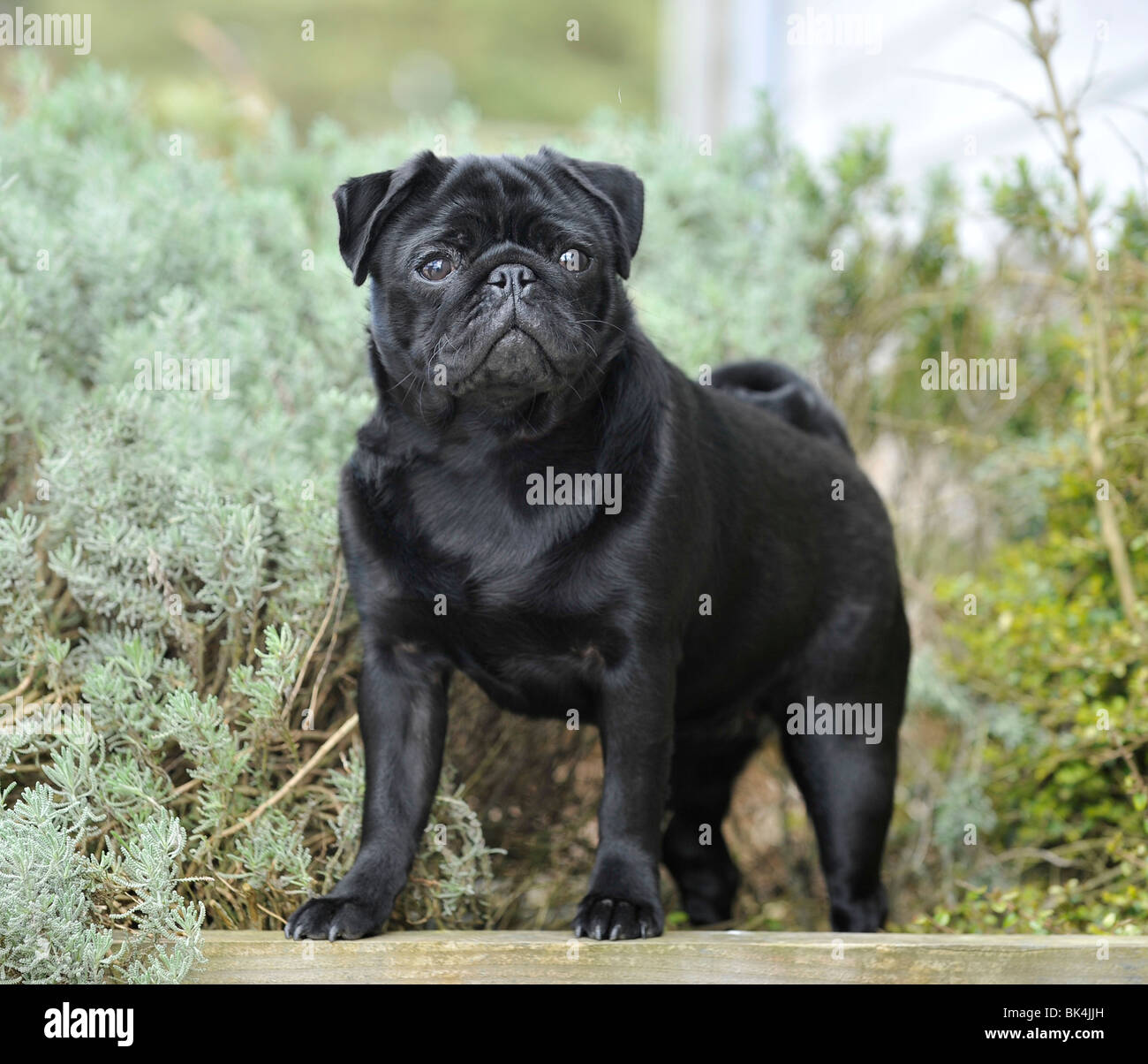 black pug, winter, UK Stock Photo
