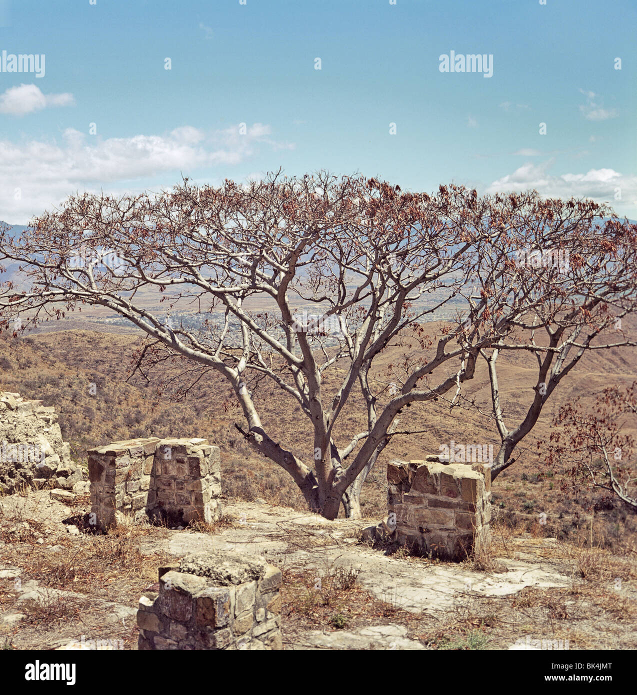 Acacia tree and ruins at the mountaintop archaeological site of Monte Alban in the Mexican State of Oaxaca, Mexico Stock Photo