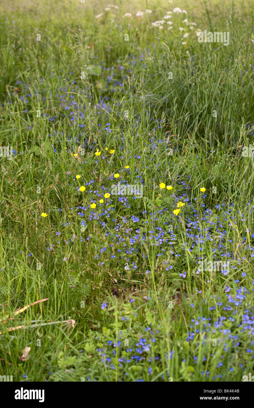Wild meadow flowers and grasses Stock Photo