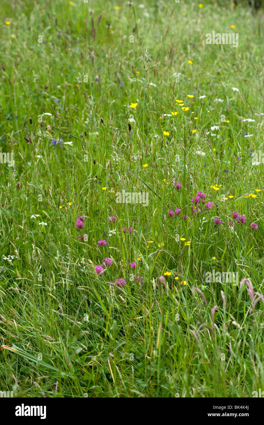 Wild meadow flowers and grasses Stock Photo