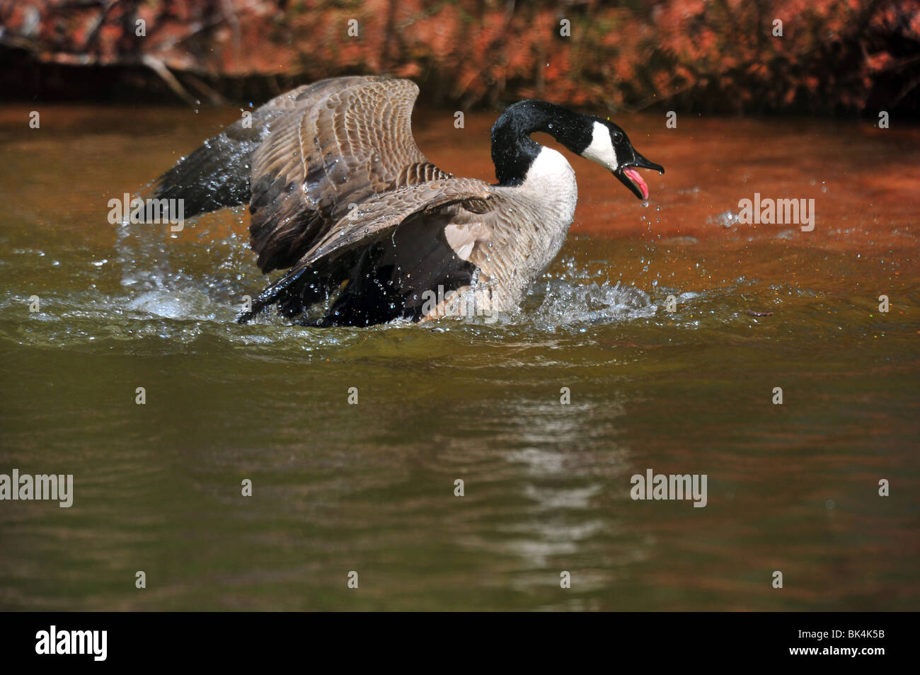 Geese fighting hi-res stock photography and images - Alamy