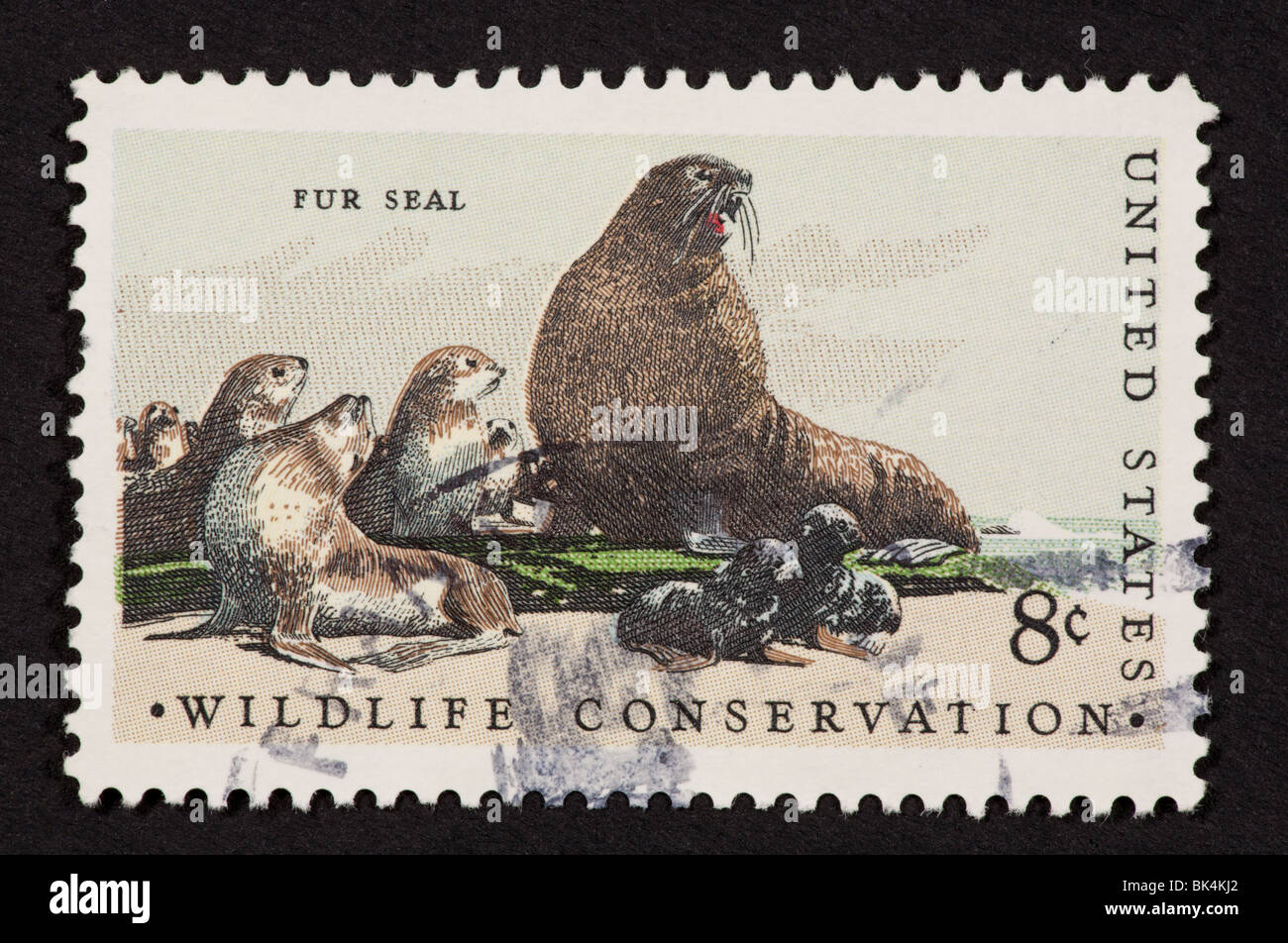 Postage stamp of the United States depicting a northern fur seal with pups (Callorhinus ursinus). Stock Photo