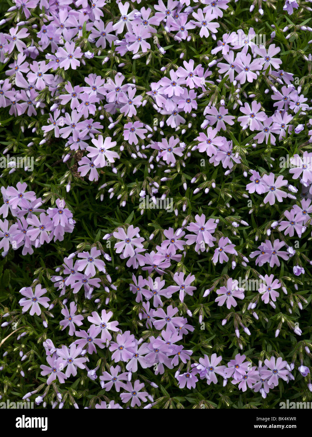 Garden phlox blooming Stock Photo - Alamy