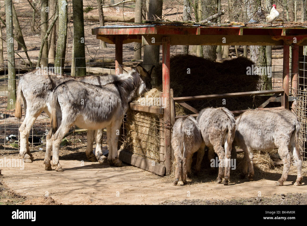 Donkeys Feeding Hay at Yellow River Game Ranch at Stone Mountain