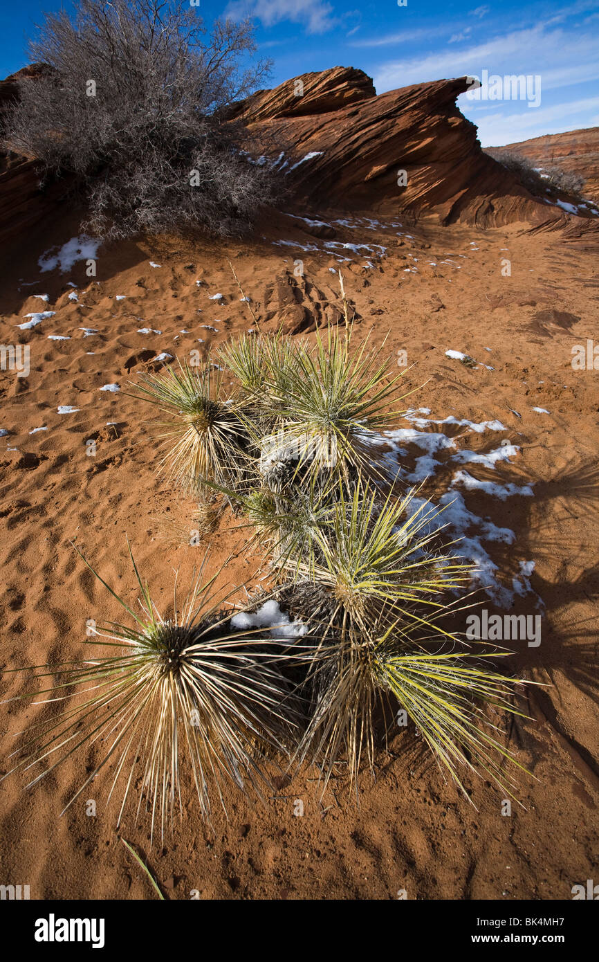 Yucca plants in northern desert of Arizona. Stock Photo