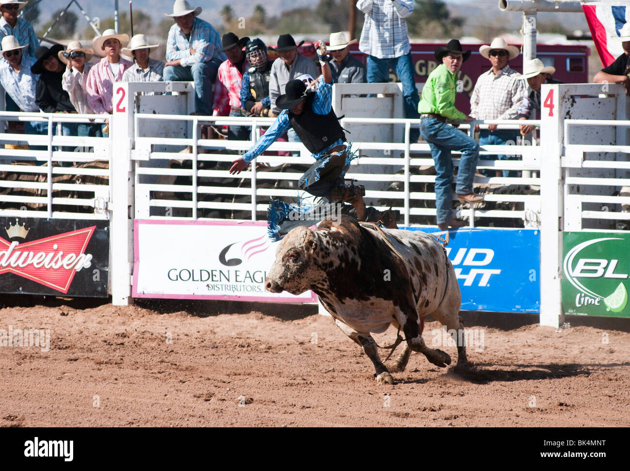 a cowboy competes in the bull riding event during the O'Odham Tash all ...