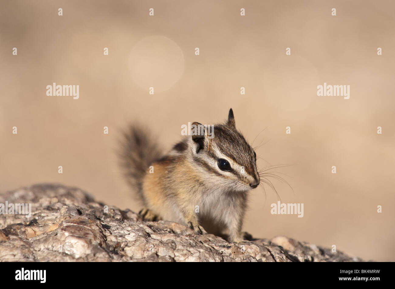 Least chipmunk, Tamias minimus, Needles Highway, Custer State Park, South Dakota, USA Stock Photo