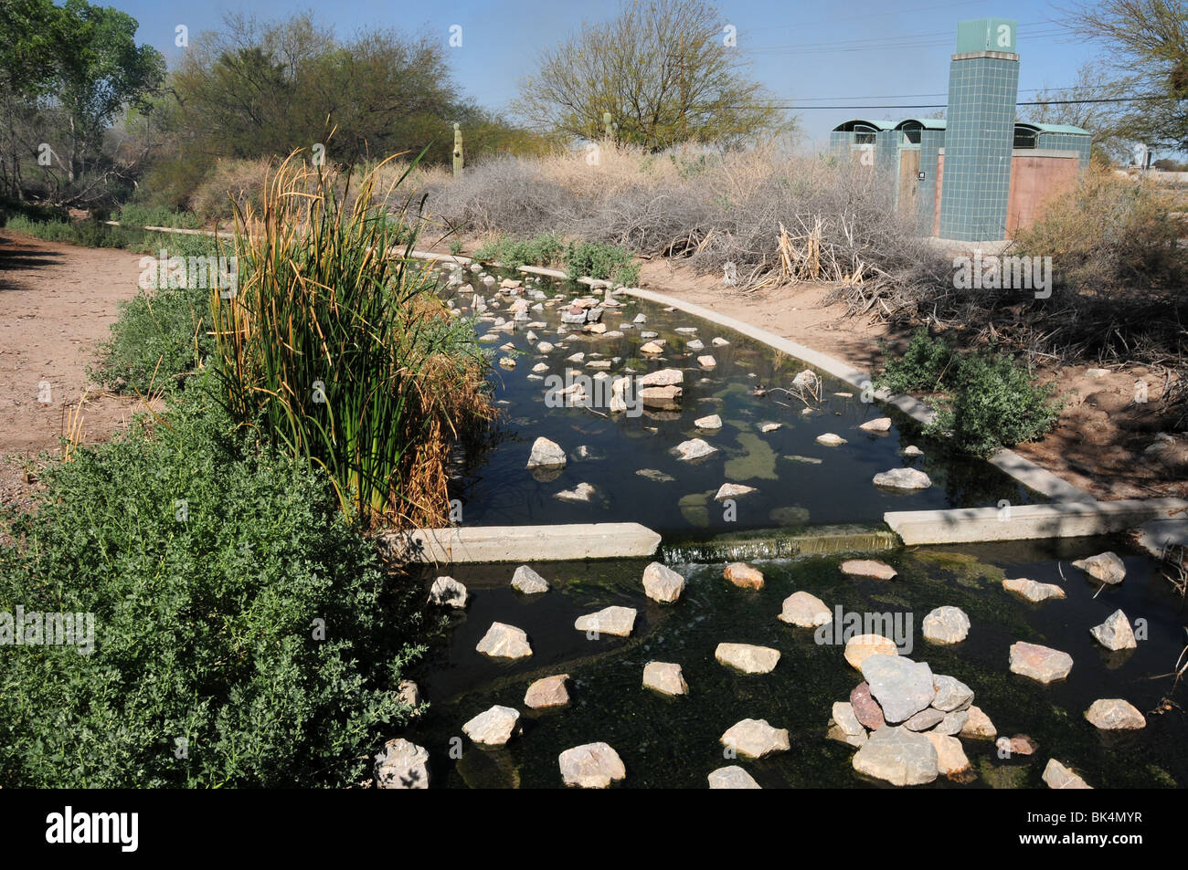 The Sweetwater Wetlands, a water treatment facility in Tucson, Arizona