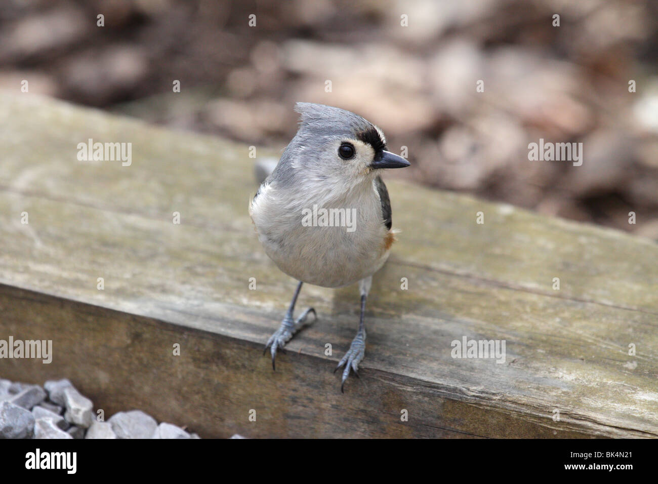 Tufted Titmouse, Baeolophus bicolor, on a campground in the Great Smoky Mountains National Park Stock Photo
