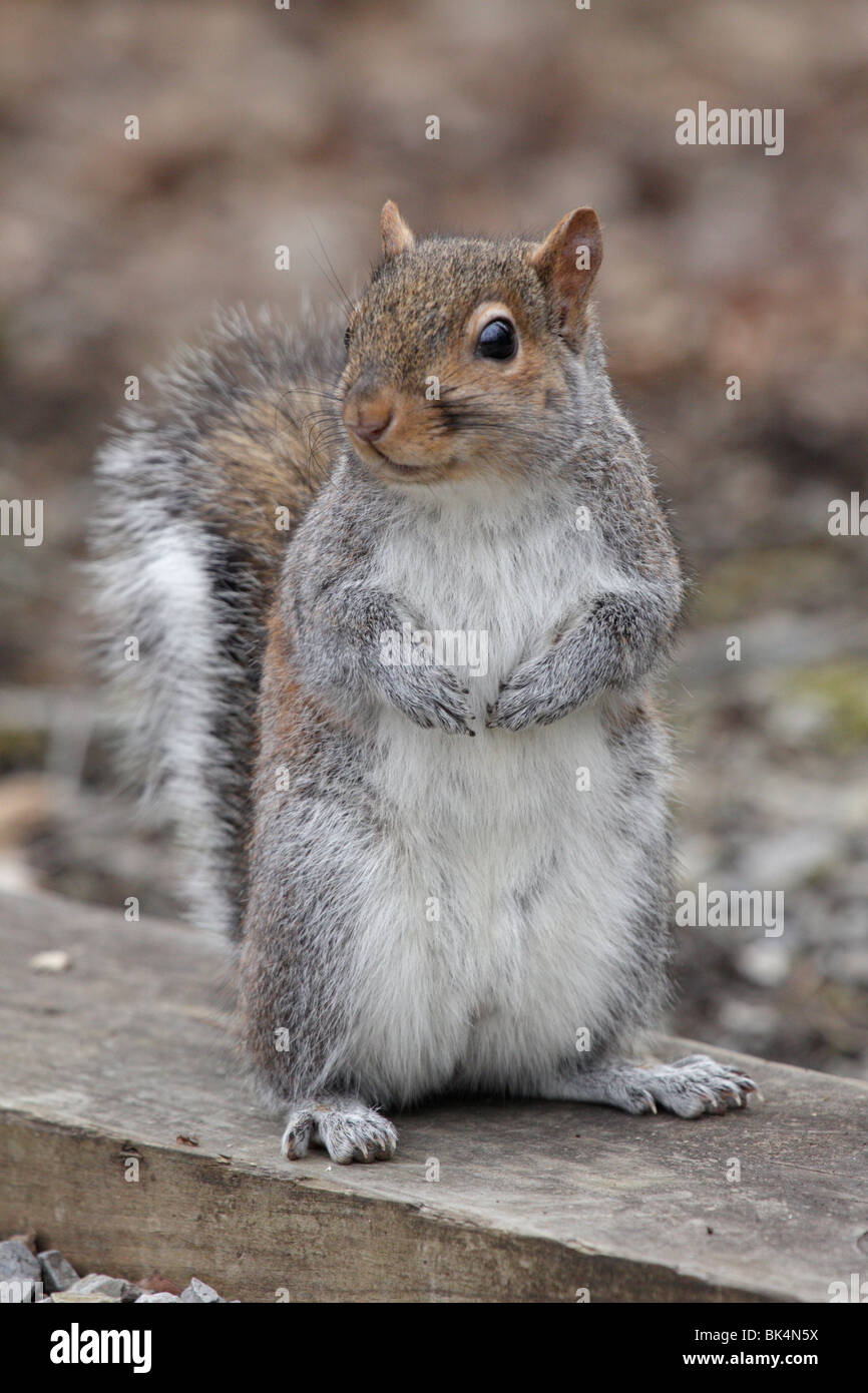 Tamiasciurus hudsonicus, Red Squirrel. Seen in the Great Smoky