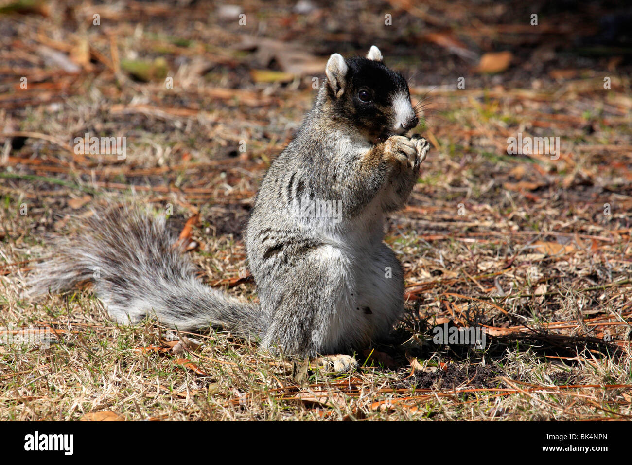 Fox squirrel (Sciurus niger), South Carolina Stock Photo Alamy
