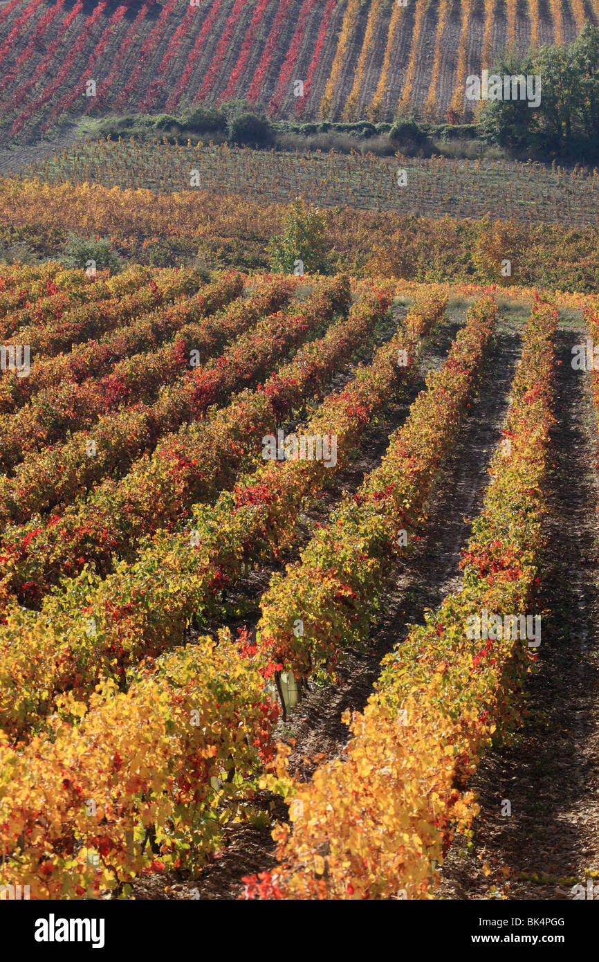 Overview of the Luberon  autumnal vineyards in the heart of Provence Stock Photo