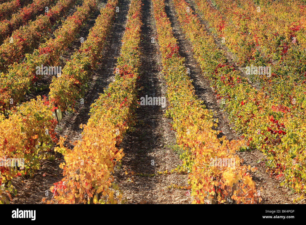 Overview of the Luberon  autumnal vineyards in the heart of Provence Stock Photo