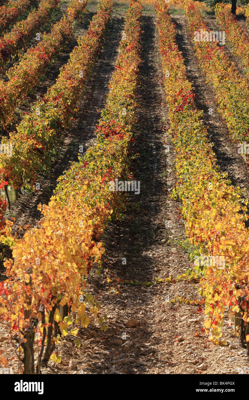 Overview of the Luberon  autumnal vineyards in the heart of Provence Stock Photo