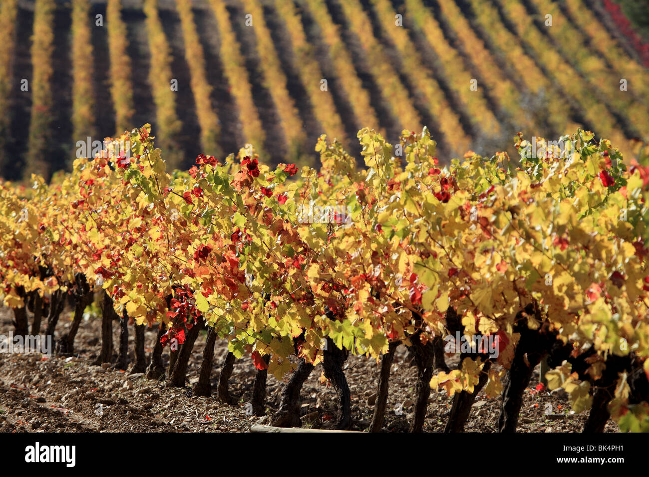 Overview of the Luberon  autumnal vineyards in the heart of Provence Stock Photo