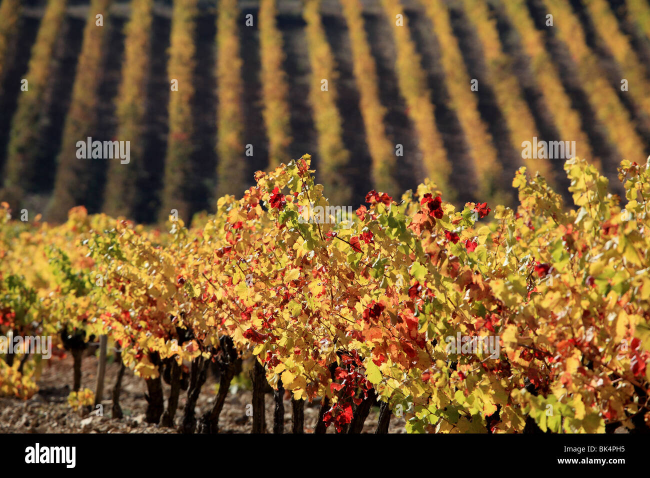 Overview of the Luberon  autumnal vineyards in the heart of Provence Stock Photo