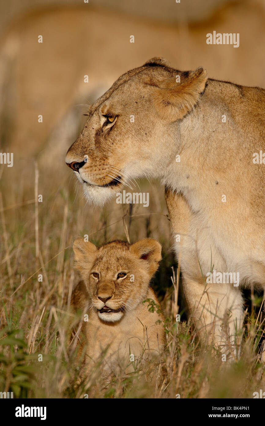Lioness (Panthera leo) and cub, Masai Mara National Reserve, Kenya ...