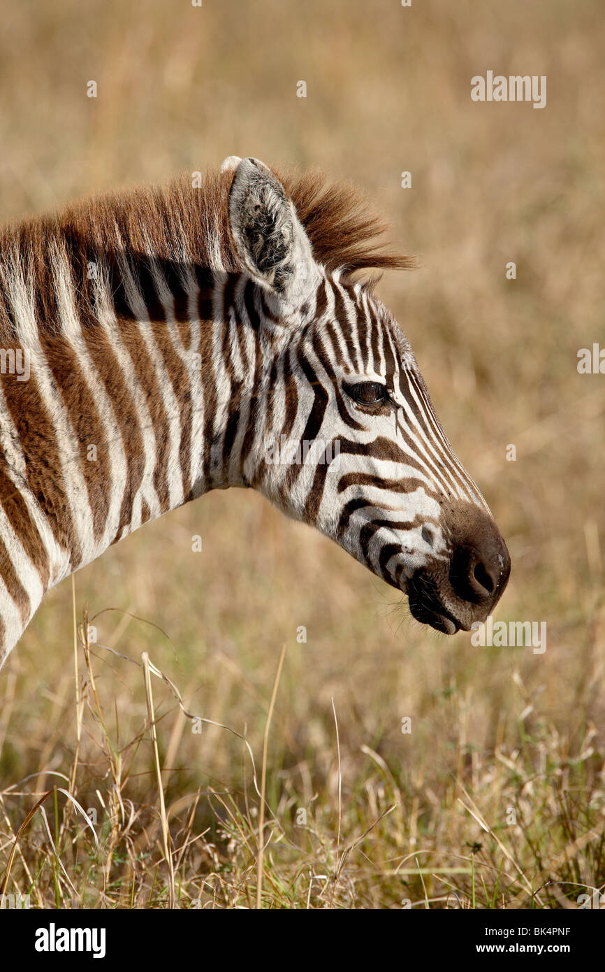 Young Grants Zebra (Plains Zebra) (Common Zebra) (Equus burchelli boehmi), Masai Mara National Reserve, Kenya Stock Photo