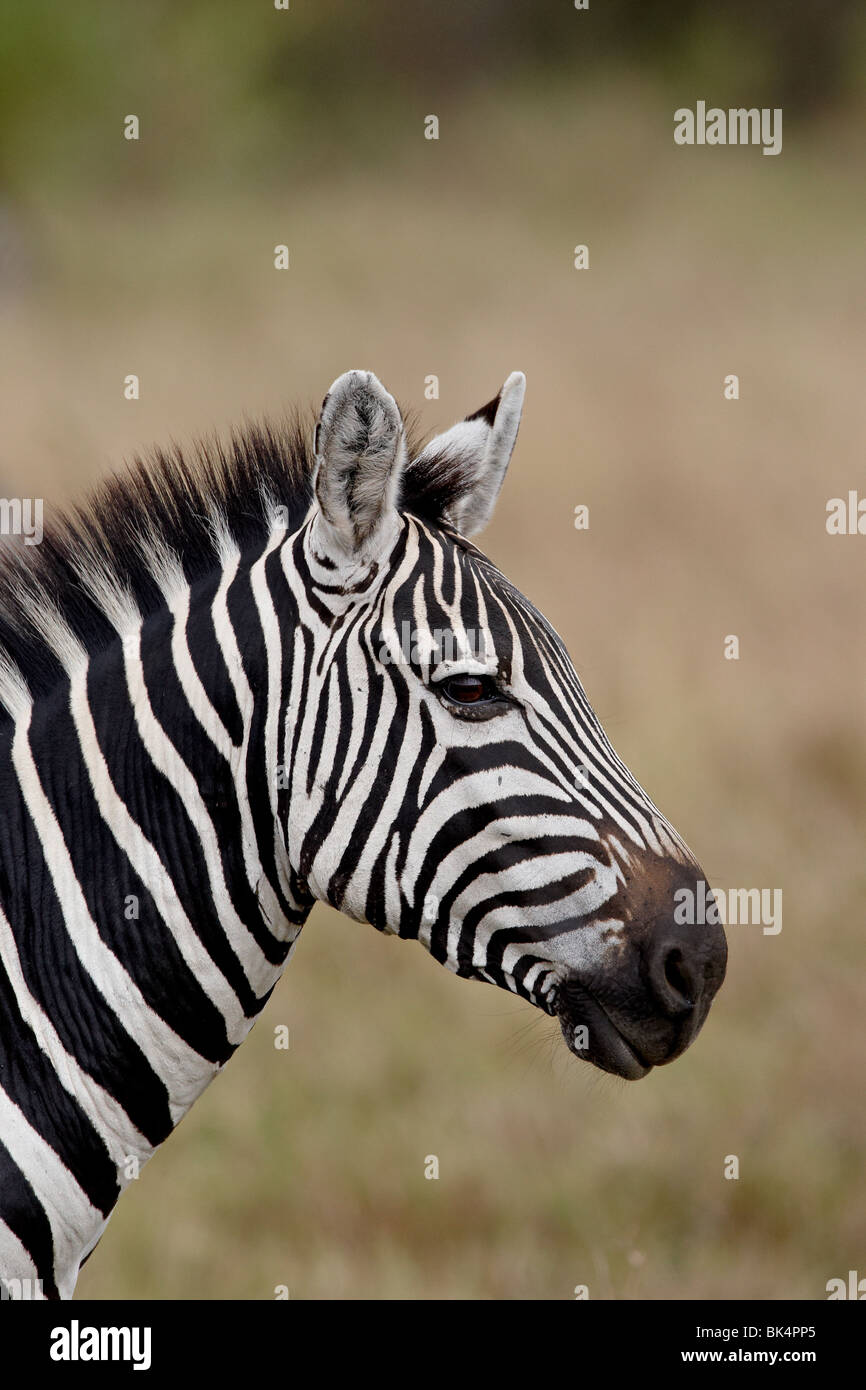 Grants Zebra (Plains Zebra) (Common Zebra) (Equus burchelli boehmi), Masai Mara National Reserve, Kenya, East Africa, Africa Stock Photo