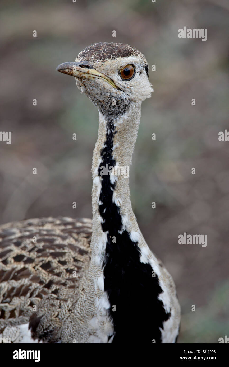 Male BlackBellied Bustard (BlackBellied Korhaan) (Eupodotis