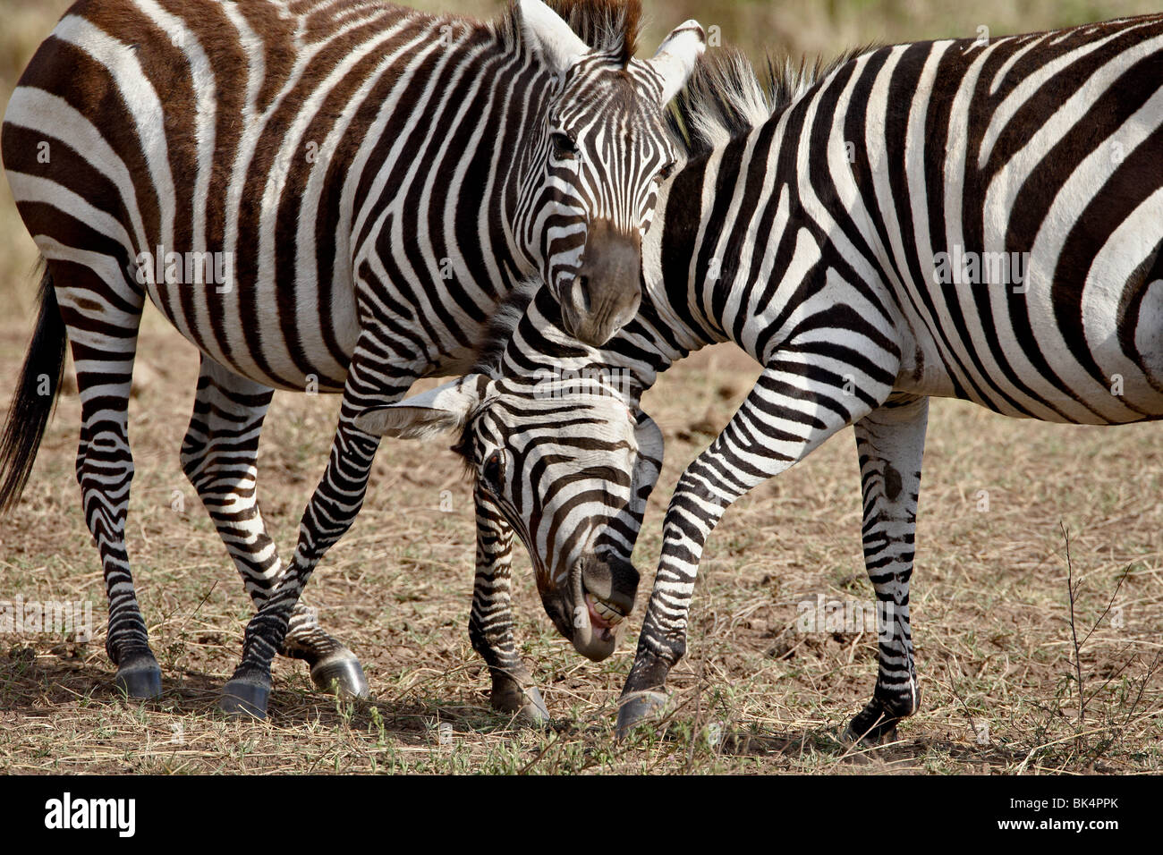 Two male Grants Zebra (Plains Zebra, Common Zebra) (Equus burchelli boehmi) fighting, Masai Mara National Reserve, Kenya Stock Photo