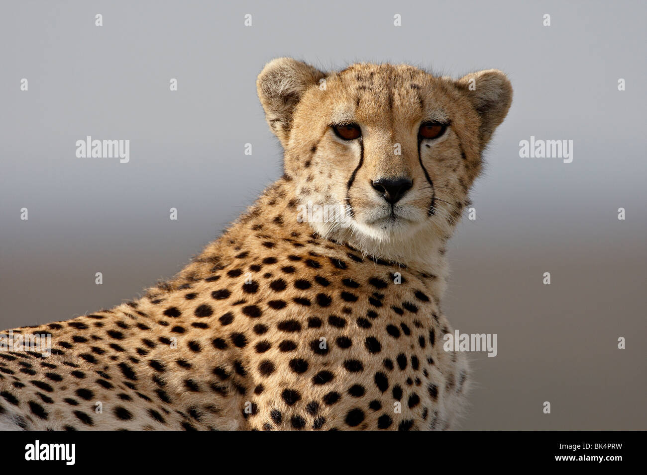 Cheetah (Acinonyx jubatus), Masai Mara National Reserve, Kenya, East Africa, Africa Stock Photo