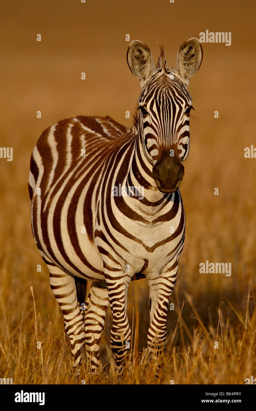 Grants Zebra (Plains Zebra) (Common Zebra) (Equus burchelli boehmi) in early light, Masai Mara National Reserve, Kenya Stock Photo