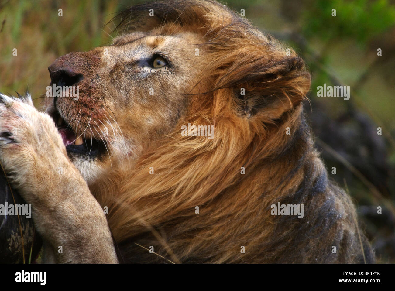 Wild lion eating its prey Stock Photo