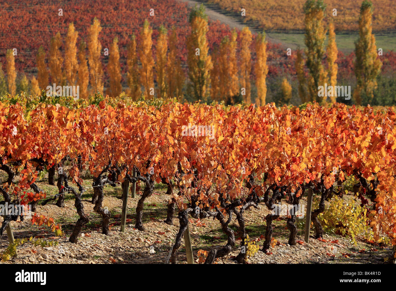 Overview of Luberon  autumnal vineyards in the heart of Provence Stock Photo