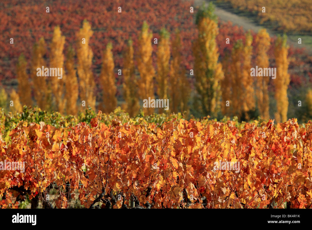 Overview of Luberon  autumnal vineyards in the heart of Provence Stock Photo