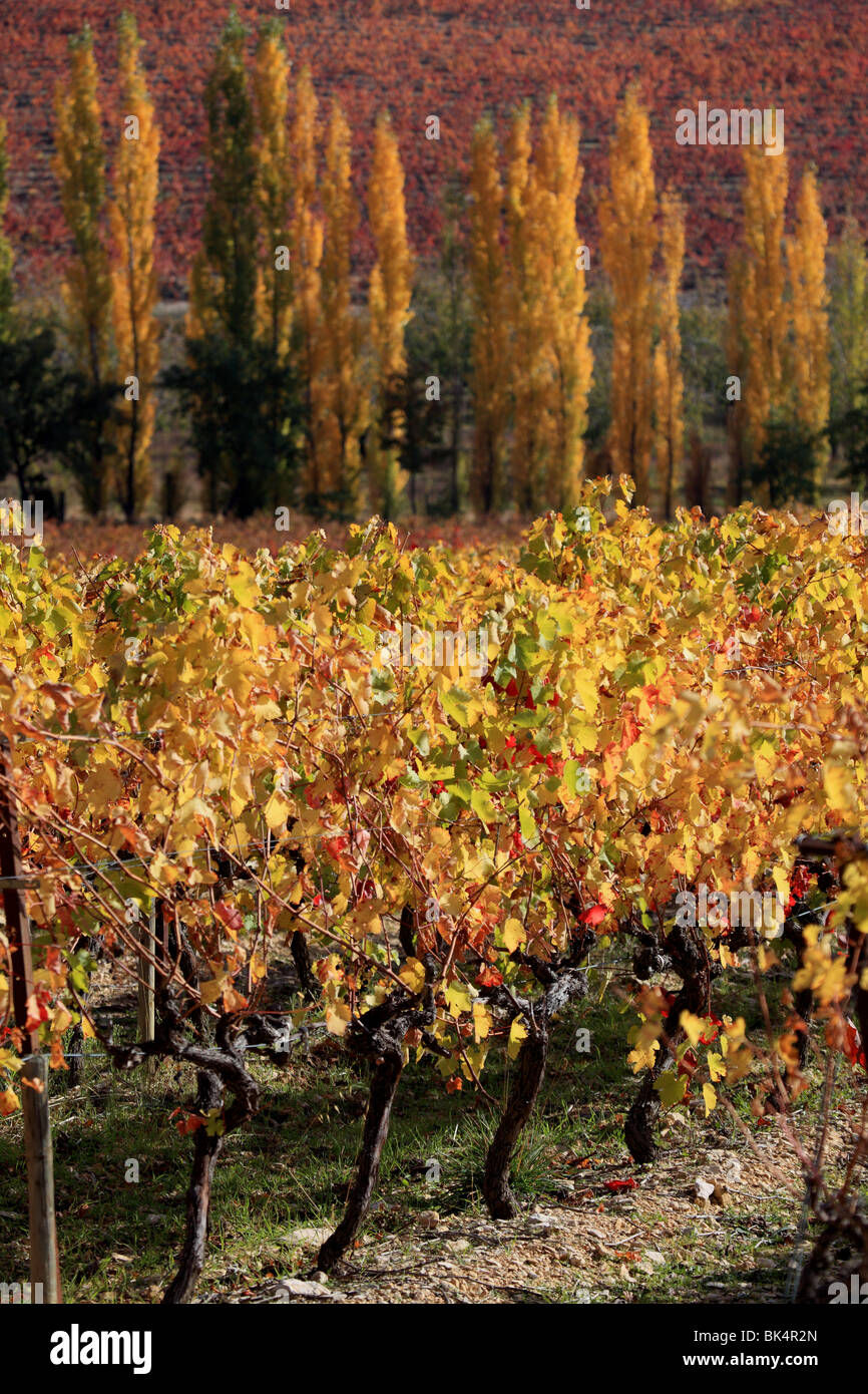 Overview of Luberon  autumnal vineyards in the heart of Provence Stock Photo