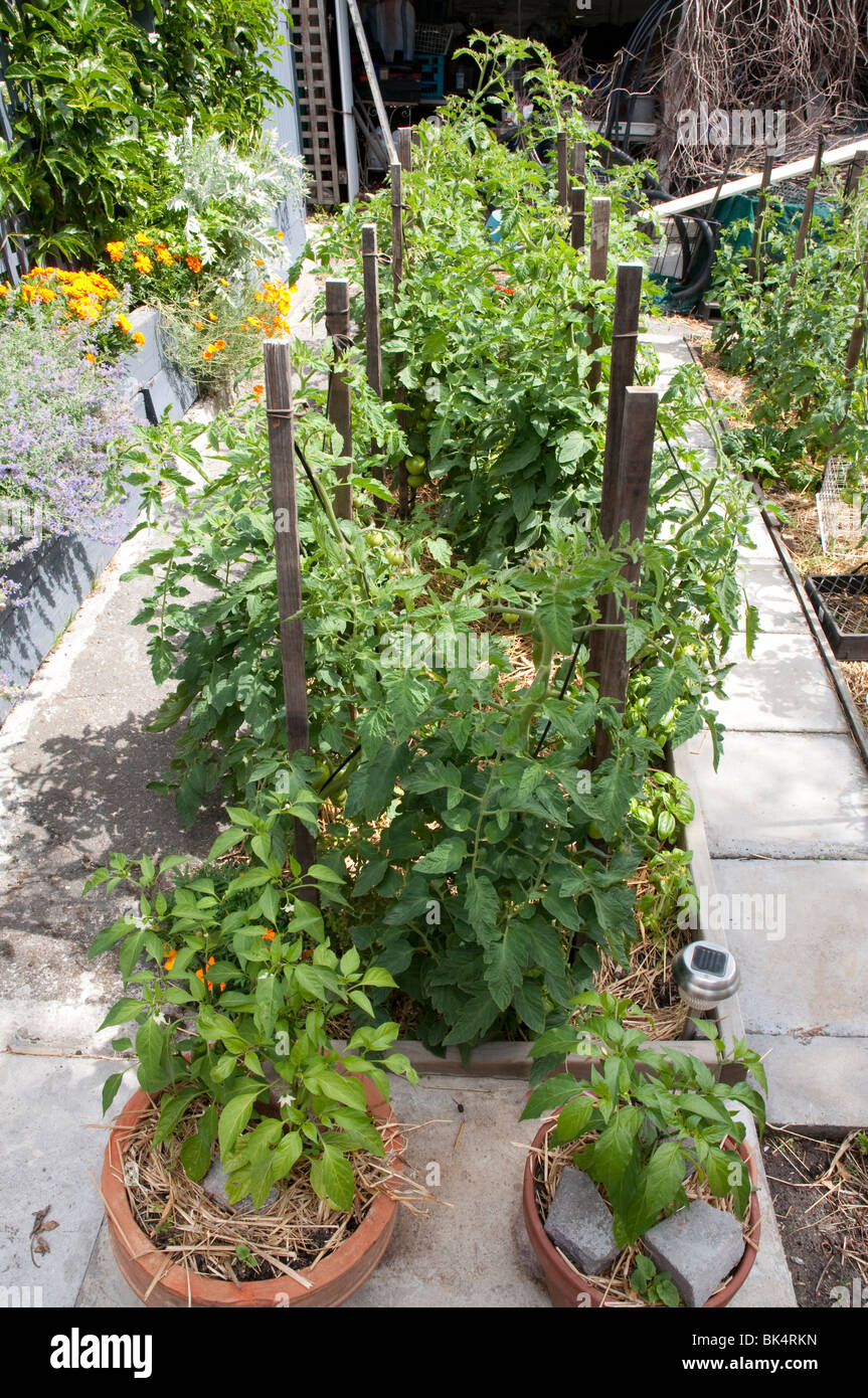 Healthy tomato plants in garden bed Stock Photo Alamy