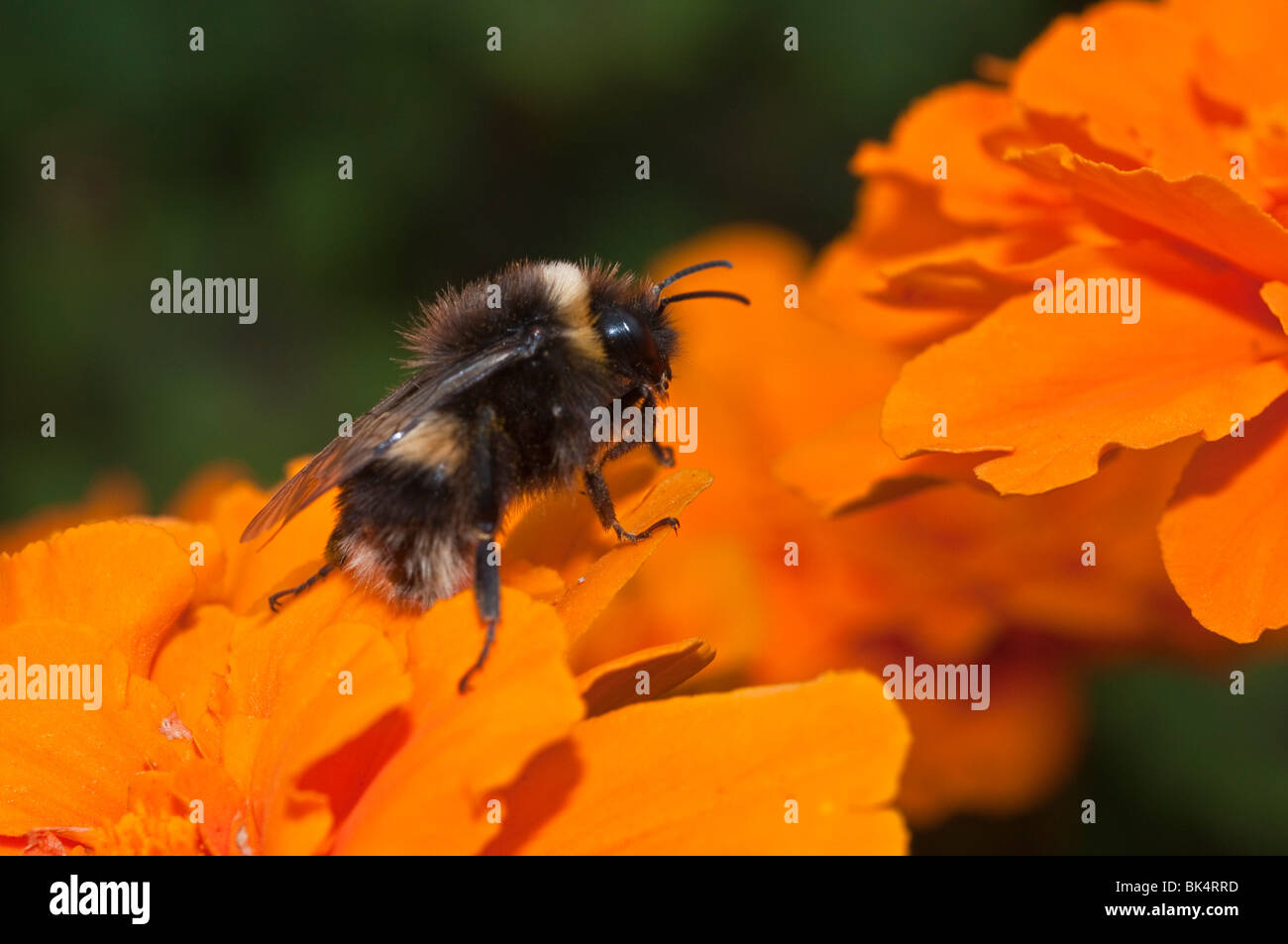 Bumble bee gathering pollen on marigold flowers Stock Photo