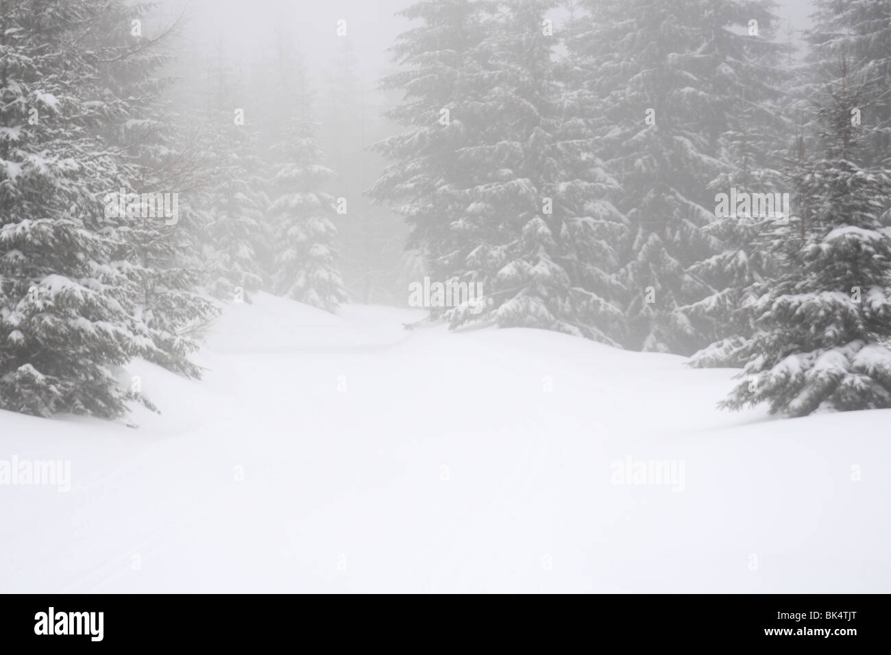 Winter fog forest hi-res stock photography and images - Alamy