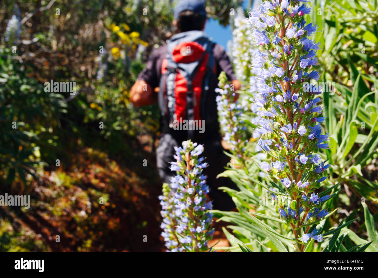 Male hiker with small rucksack on mountain footpath lined with flowering 'Tajinaste Azul' (Echium, Nervosum) on Gran Canaria Stock Photo