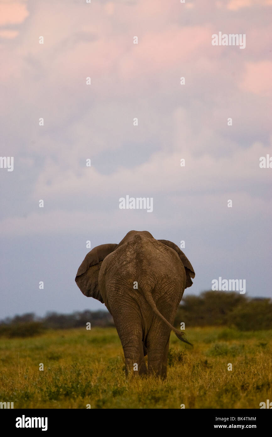 Elephant walking away Stock Photo