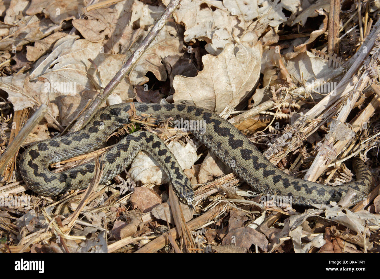 Common Adder snake basking in leaf litter Stock Photo