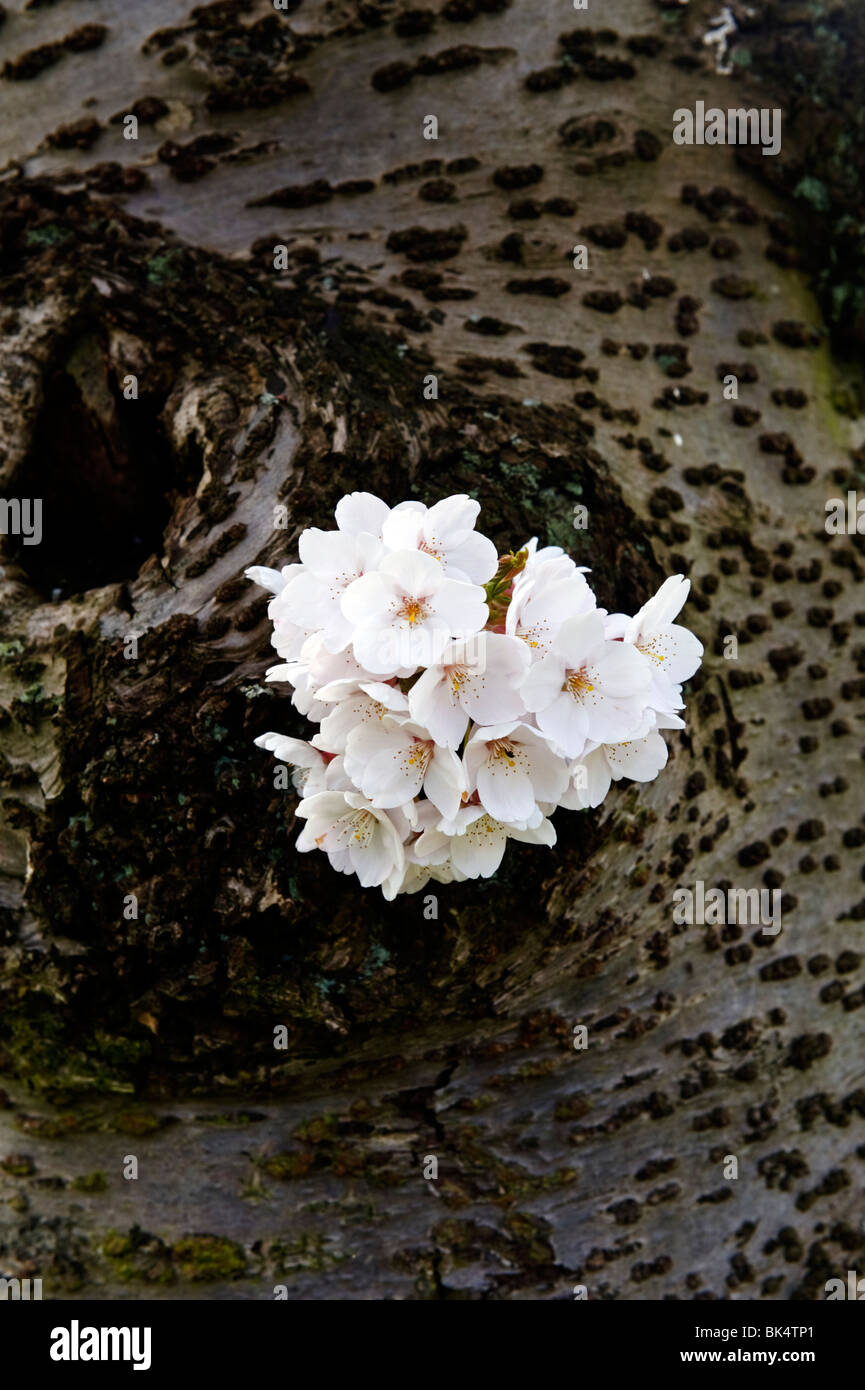Flowering Spring cherry blossom on the tree trunk of a cherry tree on the A40 East of High Wycombe Buckinghamshire UK Stock Photo