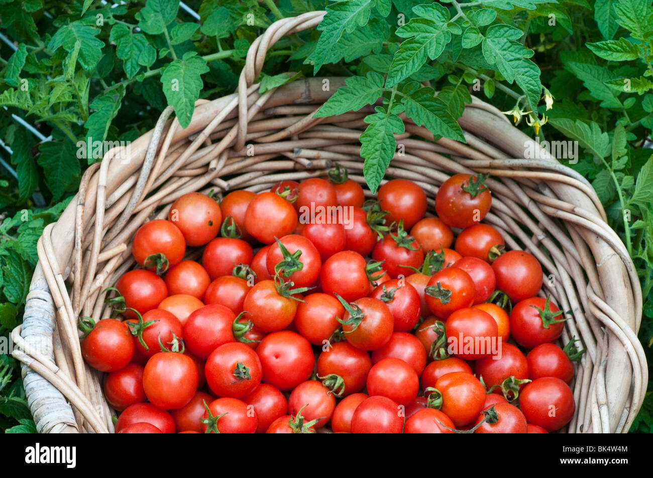 Freshly harvested cherry tomatoes in a basket Stock Photo - Alamy