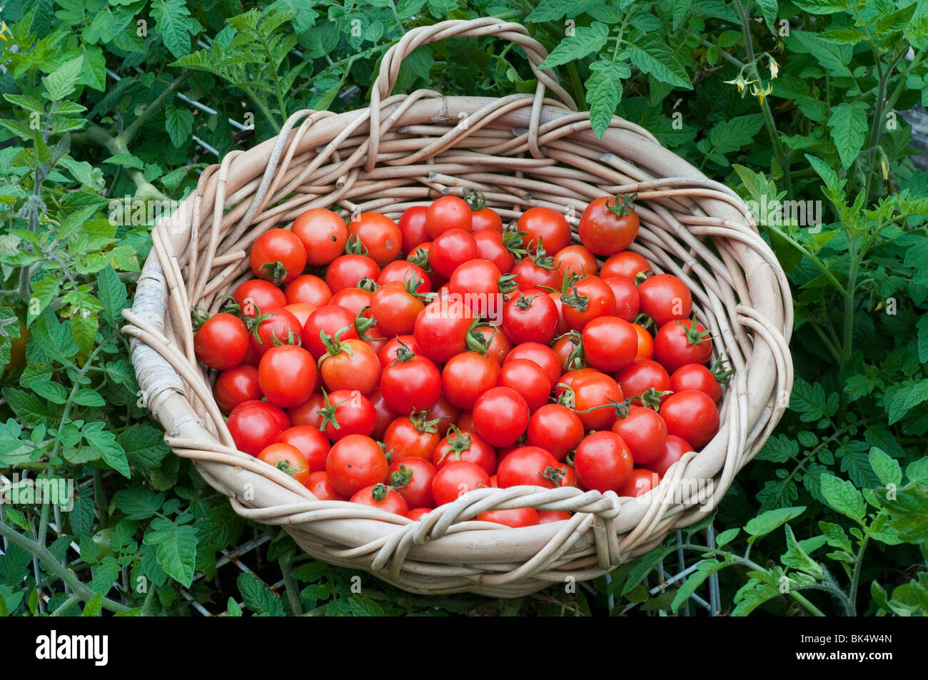 Freshly harvested cherry tomatoes in a basket Stock Photo