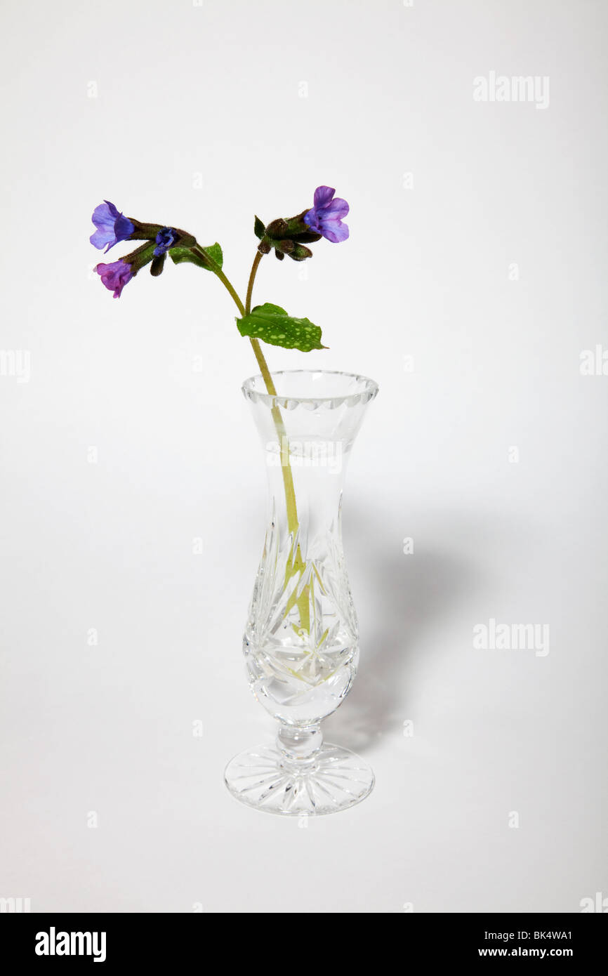 Purple Lungwort flower in cut-glass vase Stock Photo