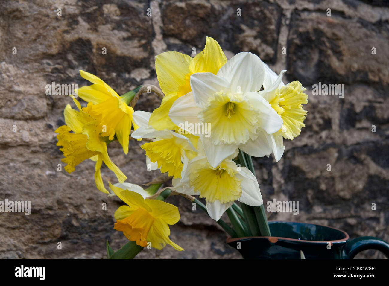 Daffodils on sale outside a house Stock Photo