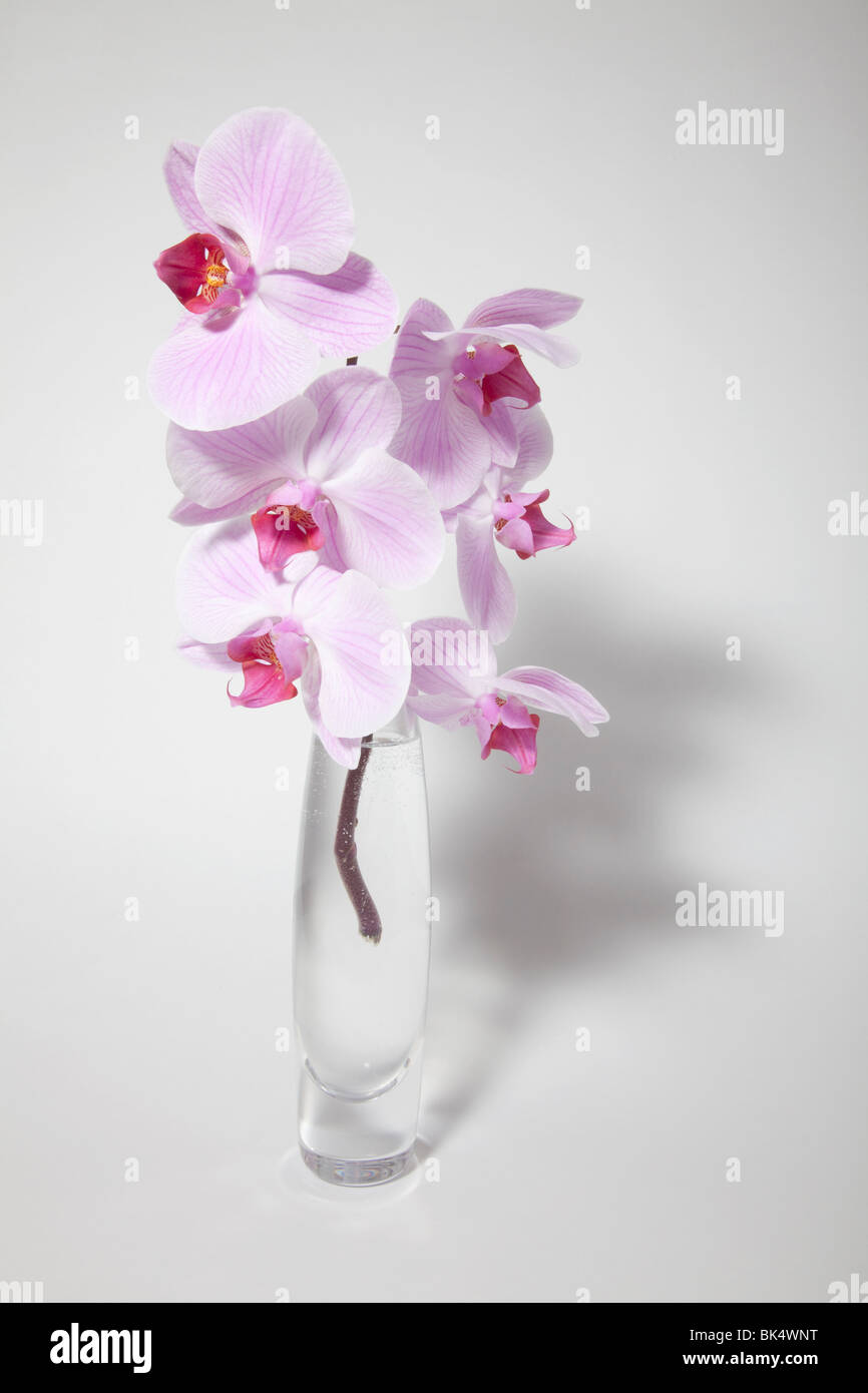 Orchid in vase hires stock photography and images Alamy