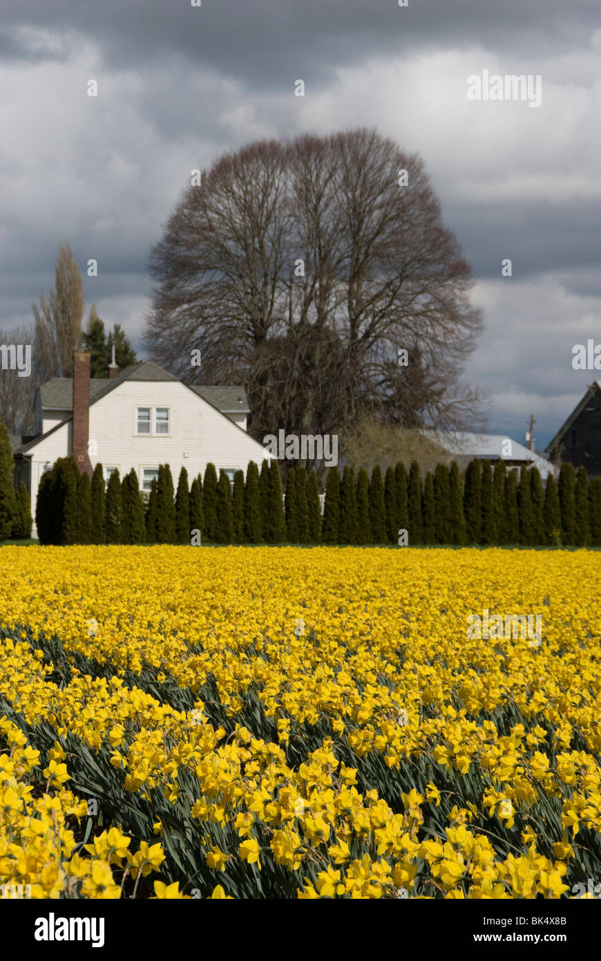Daffodils, Skagit Valley, Washington Stock Photo