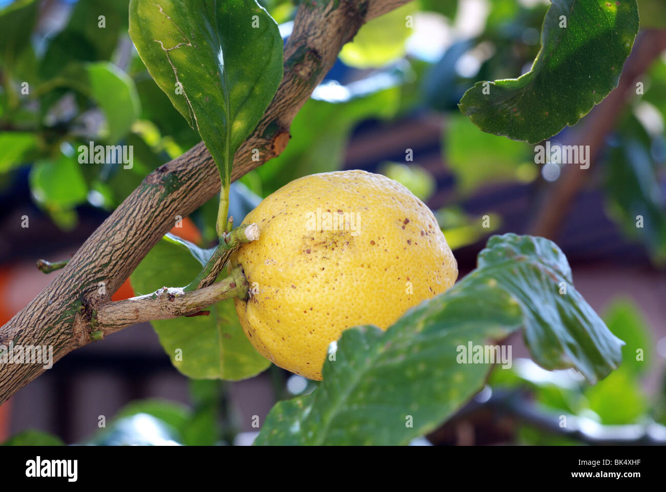 Organic lemon on tree Stock Photo
