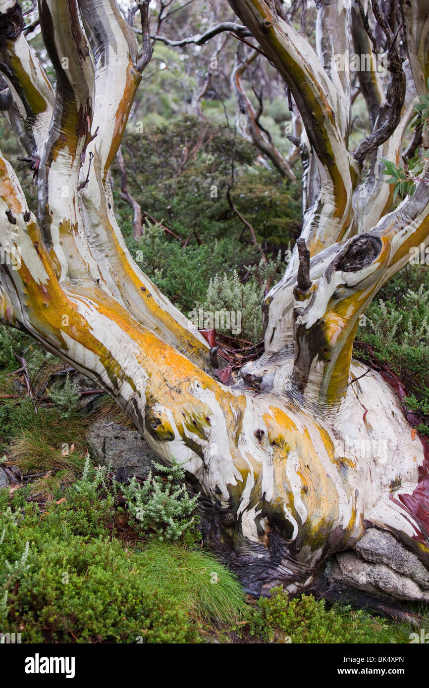 Snow Gum trees in the Snowy Mountains, Australia. These hardy