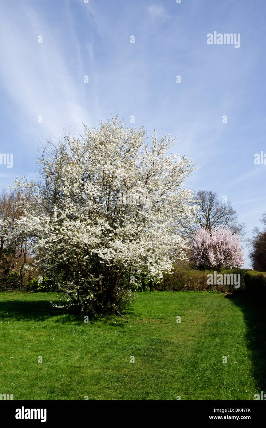 Flowering Spring cherry blossom trees in Green Meadow a recreation ground in Seer Green Buckinghamshire UK Stock Photo
