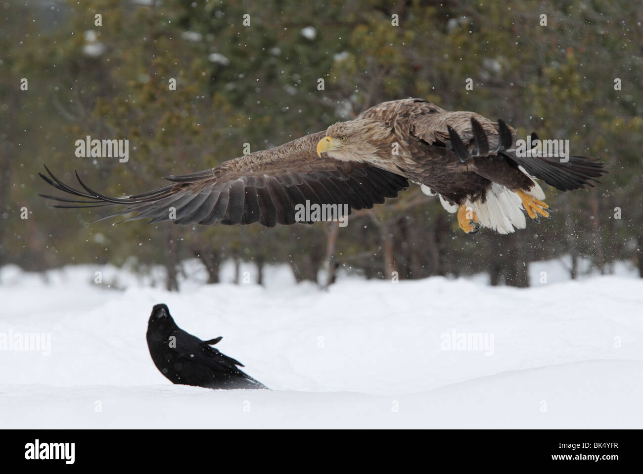Wild White-tailed Eagle (Haliaetus albicilla) taking off Stock Photo