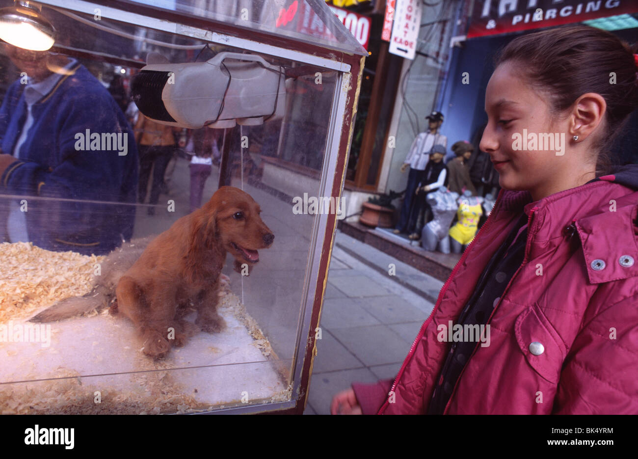 A girl looks at a dog in a terrarium. A pet shop sells dogs on Vitosha Boulevard in Sofia, Bulgaria. Stock Photo