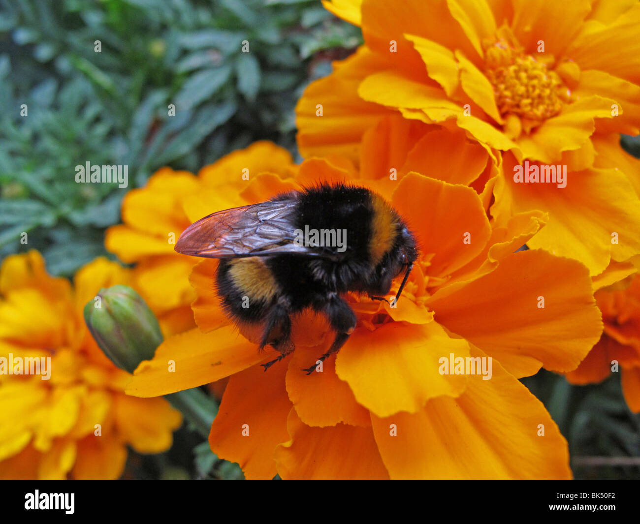 Bumble bee pollen hi-res stock photography and images - Alamy